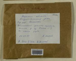 Rosulabryum moravicum (Podp.) Ochyra & Stebel, Гербарий мохообразных, Мхи - Центральное Нечерноземье (B6) (Россия)
