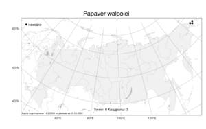Papaver walpolei, Мак Уэлпола A. E. Porsild, Атлас флоры России (FLORUS) (Россия)