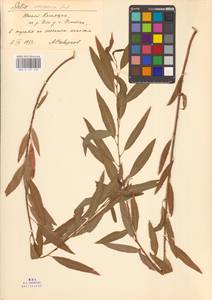 Ива джунгарская Andersson, Средняя Азия и Казахстан, Муюнкумы, Прибалхашье и Бетпак-Дала (M9) (Казахстан)
