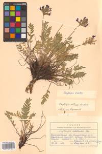 Oxytropis adamsiana subsp. erecta (Kom.) Kuvaev, Сибирь, Чукотка и Камчатка (S7) (Россия)