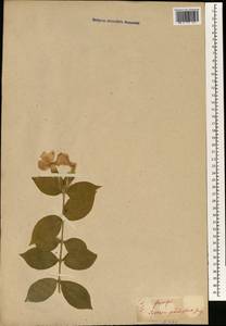 Silene sinensis (Lour.) H. Ohashi & H. Nakai, Зарубежная Азия (ASIA) (Япония)