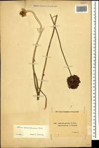 Лук черно-фиолетовый Boiss., Кавказ, Азербайджан (K6) (Азербайджан)