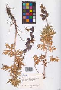 Борец, Восточная Европа, Западно-Украинский район (E13) (Украина)