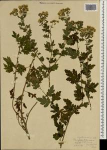 Chrysanthemum indicum L., Зарубежная Азия (ASIA) (КНДР)