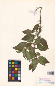 MHA 0 157 888, Мята водяная L., Восточная Европа, Эстония (E2c) (Эстония)