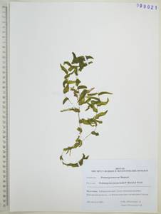 Рдест пронзеннолистный, Рдест стеблеобъемлющий L., Сибирь, Дальний Восток (S6) (Россия)