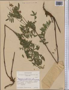 Hedysarum americanum (Michx. ex Pursh) Britton, Америка (AMER) (США)