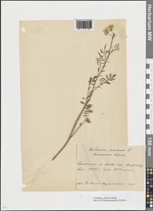 Cardamine pratensis subsp. dentata (Schult.) Čelak., Восточная Европа, Белоруссия (E3a) (Белоруссия)