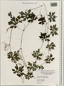 Trichosanthes cochinchinensis (Lour.) M. Roem., Зарубежная Азия (ASIA) (Вьетнам)