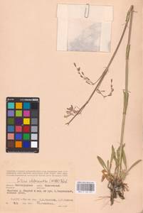 Смолевка зеленоцветковая (Willd.) Ehrh., Восточная Европа, Нижневолжский район (E9) (Россия)