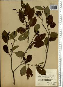 Ольха серая (L.) Moench, Восточная Европа, Московская область и Москва (E4a) (Россия)