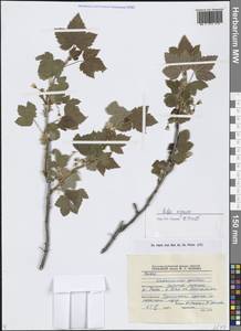 Смородина черная L., Сибирь, Прибайкалье и Забайкалье (S4) (Россия)