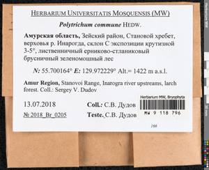 Polytrichum commune Hedw., Гербарий мохообразных, Мхи - Дальний Восток (без Чукотки и Камчатки) (B20) (Россия)
