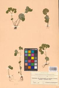 Селезеночник очереднолистный L., Восточная Европа, Западно-Украинский район (E13) (Украина)