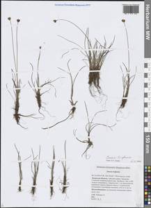 Ситник трехчешуйный L., Сибирь, Дальний Восток (S6) (Россия)