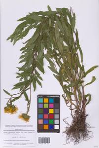 Pentanema hirtum (L.) D.Gut.Larr., Santos-Vicente, Anderb., E.Rico & M.M.Mart.Ort., Восточная Европа, Московская область и Москва (E4a) (Россия)