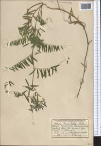 Горошек тонколистный Roth, Средняя Азия и Казахстан, Западный Тянь-Шань и Каратау (M3) (Киргизия)