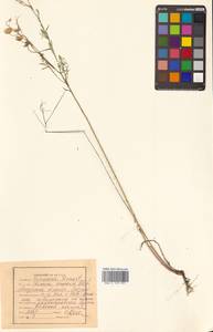 Лен амурский Alef., Сибирь, Дальний Восток (S6) (Россия)