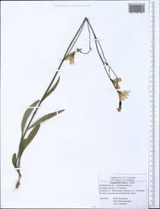 Колокольчик алтайский Ledeb., Восточная Европа, Центральный лесостепной район (E6) (Россия)