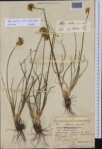 Allium jakuticum Sinitsyna & N.Friesen, Сибирь, Якутия (S5) (Россия)