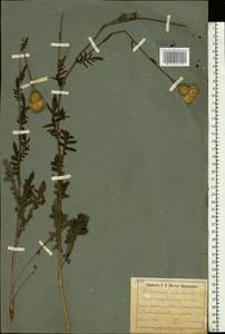 Klasea radiata subsp. radiata, Восточная Европа, Южно-Украинский район (E12) (Украина)