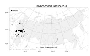 Bolboschoenus laticarpus, Клубнекамыш широкоплодный Marhold, Hroudová, Duchácek & Zákr., Атлас флоры России (FLORUS) (Россия)