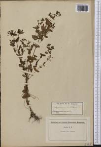 Hypericum mutilum, Америка (AMER) (США)