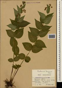 Vincetoxicum hirundinaria subsp. jailicola (Juz.) Markgr., Крым (KRYM) (Россия)
