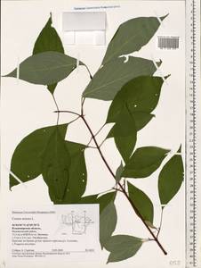 Свидина шелковистая L., Восточная Европа, Центральный район (E4) (Россия)