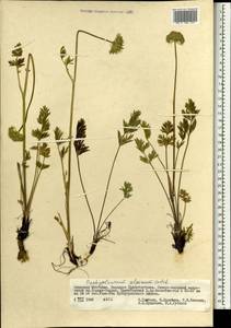 Толстореберник мутеллиновидный (Crantz) Holub, Монголия (MONG) (Монголия)