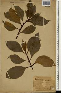 Viburnum odoratissimum Ker Gawl., Зарубежная Азия (ASIA) (Япония)