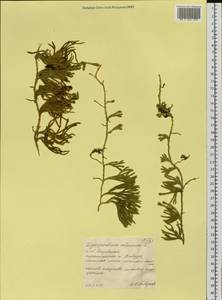 Дифазиаструм альпийский (L.) Holub, Сибирь, Западная Сибирь (S1) (Россия)