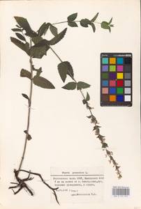 MHA 0 155 672, Котовник голый, Восточная Европа, Восточный район (E10) (Россия)