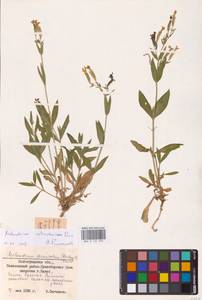 Смолевка астраханская, Дрема астраханская (Pacz.) Takht., Восточная Европа, Нижневолжский район (E9) (Россия)