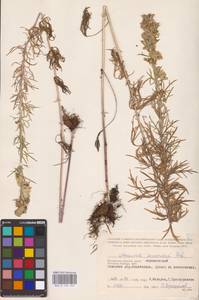 Aconitum anthora subsp. anthora, Восточная Европа, Центральный район (E4) (Россия)