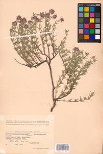 MHA 0 157 370, Тимьян Палласа, Чабрец Палласа Heinr.Braun, Восточная Европа, Северо-Украинский район (E11) (Украина)