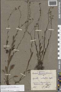 Myosotis alpestris subsp. suaveolens (Waldst. & Kit. ex Willd.) Strid, Восточная Европа, Средневолжский район (E8) (Россия)