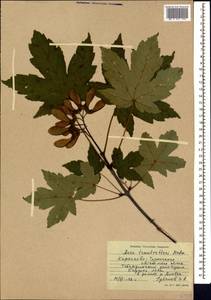 Acer heldreichii subsp. trautvetteri (Medw.) A.E.Murray, Кавказ, Ставропольский край, Карачаево-Черкесия, Кабардино-Балкария (K1b) (Россия)