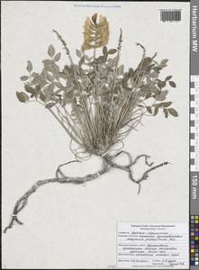 Копеечник крупноцветковый Pall., Восточная Европа, Центральный лесостепной район (E6) (Россия)