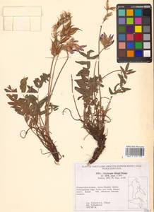 Остролодочник Тилинга Bunge, Сибирь, Дальний Восток (S6) (Россия)