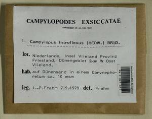 Campylopus introflexus (Hedw.) Brid., Гербарий мохообразных, Мхи - Западная Европа (BEu) (Нидерланды)