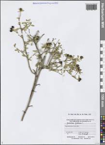 Chrysojasminum fruticans (L.) Banfi, Средняя Азия и Казахстан, Копетдаг, Бадхыз, Малый и Большой Балхан (M1) (Туркмения)