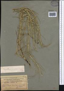 Хвощ ветвистый Desf., Средняя Азия и Казахстан, Северный и Центральный Тянь-Шань (M4) (Казахстан)