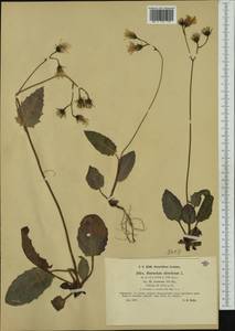 Hieracium glaucinum subsp. praecox (Sch. Bip.) O. Bolòs & Vigo, Западная Европа (EUR) (Германия)