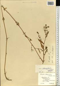 Лебеда раскидистая L., Восточная Европа, Центральный лесной район (E5) (Россия)