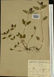 Черноголовка обыкновенная L., Восточная Европа, Московская область и Москва (E4a) (Россия)