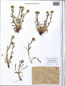 Мелколепестник, Средняя Азия и Казахстан, Западный Тянь-Шань и Каратау (M3) (Казахстан)