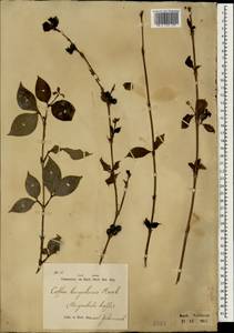 Coffea benghalensis B.Heyne ex Schult., Зарубежная Азия (ASIA) (Индонезия)