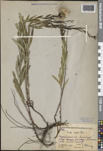 Pentanema asperum (Poir.) G. V. Boiko & Korniy., Восточная Европа, Нижневолжский район (E9) (Россия)