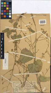 Lepidium cardiophyllum (Pavlov) Al-Shehbaz, Средняя Азия и Казахстан, Западный Тянь-Шань и Каратау (M3) (Казахстан)